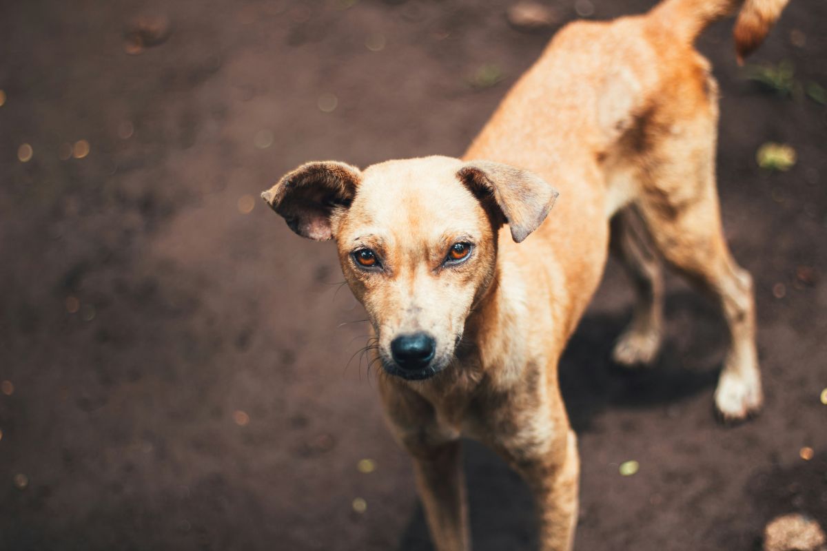 Суд оценил моральные страдания покусанного собакой липчанина в 80 тысяч рублей