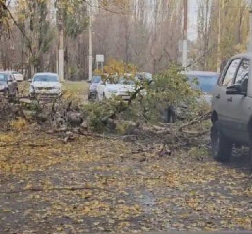 В Липецке дерево рухнуло на автомобиль и перекрыло проезд