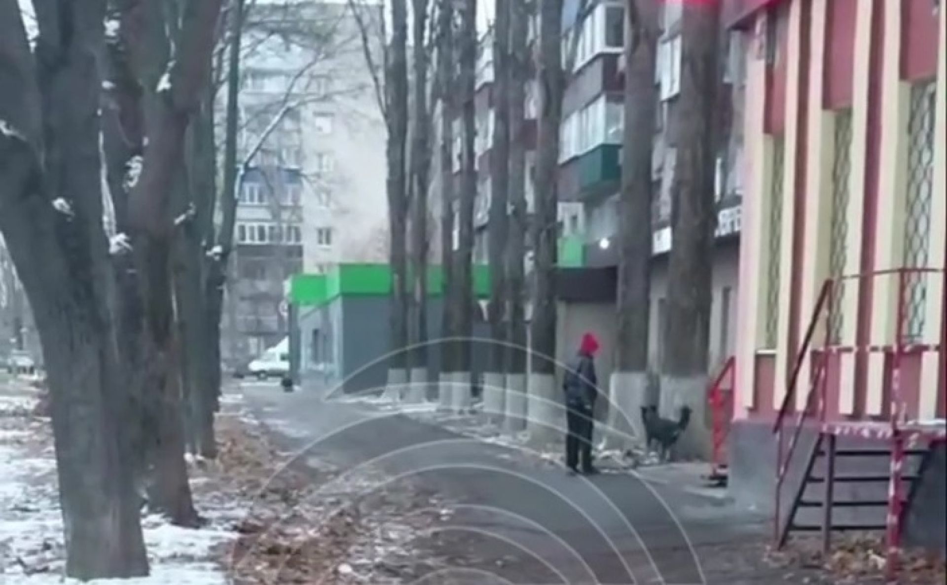 Липчанка на улице избила собаку палкой: горожане дали ориентировку на животное и его хозяйку