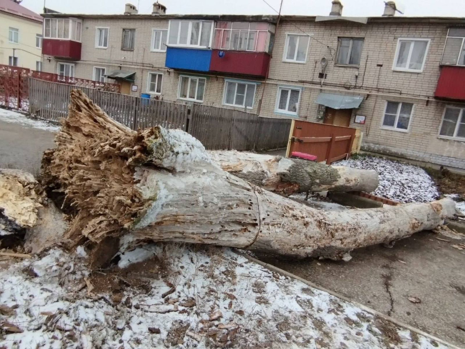 В Грязях рухнуло огромное дерево, перегородив проезд