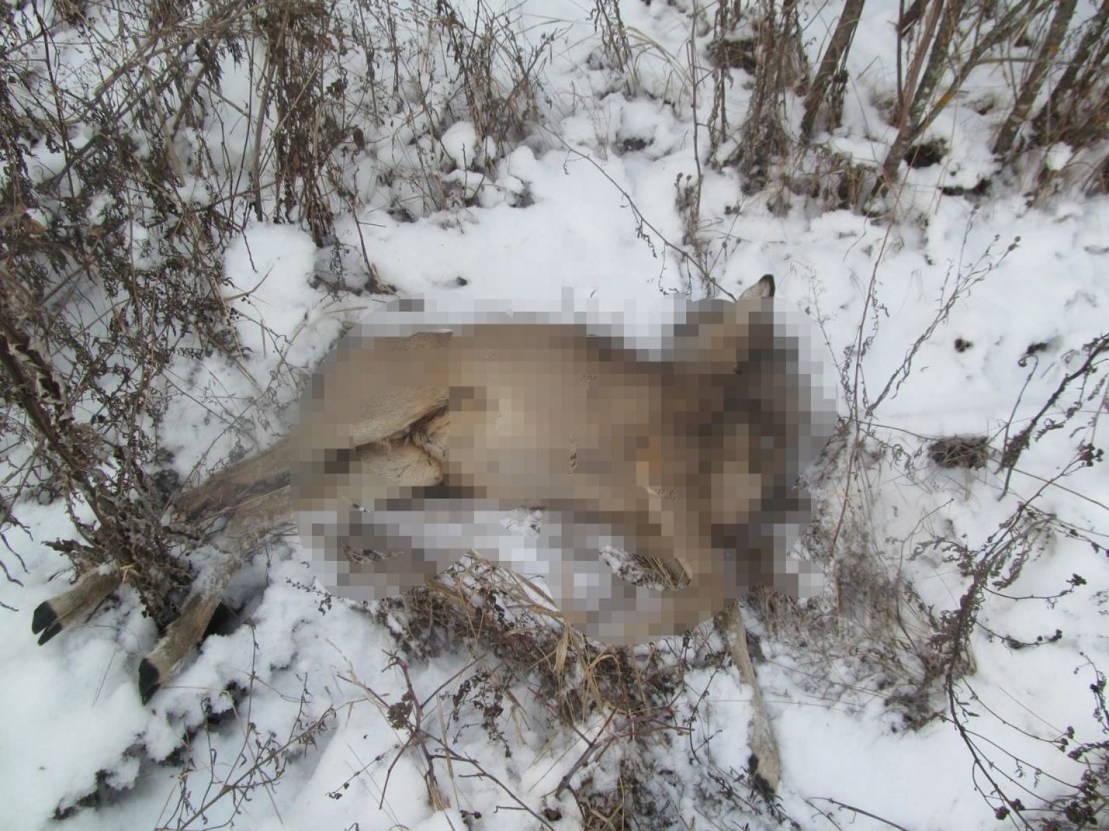 В трёх районах Липецкой области браконьеры отстреливали косуль