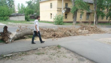 Липецк превратился  в свалку деревьев