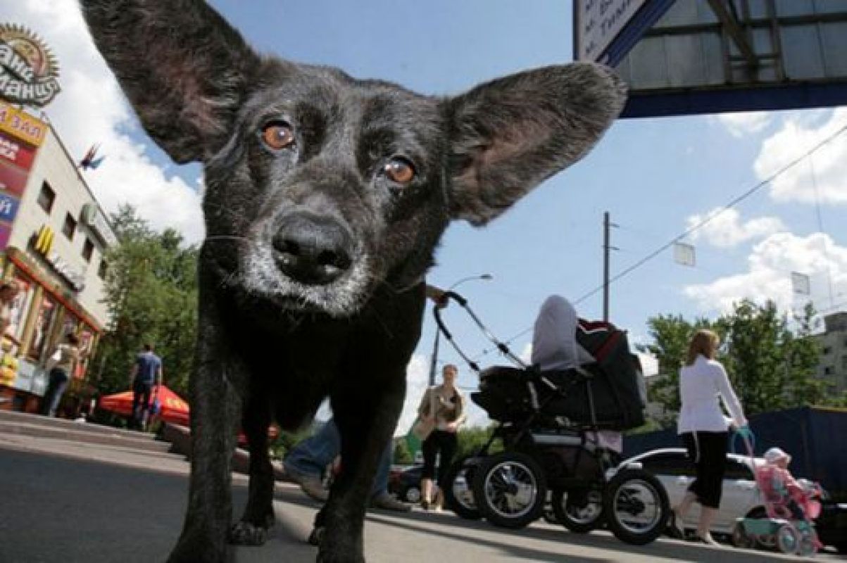 Специальная комиссия до 1 сентября должна решить судьбу бродячих липецких животных