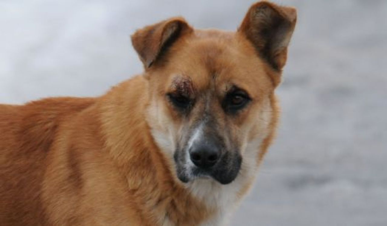 Рыжего пытались приручить, но он сбежал от новых владельцев и снова вернулся туда, где в последний раз видел свою хозяйку