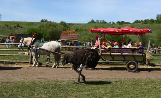 Кудыкина 88 автобус. Липецк дракон кудыкина гора. Кудыкина 88 автобус. Кудыкина гора (сафари-парк). Кудыкина 88 автобус.
