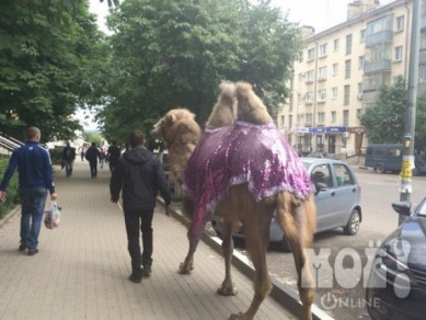 По Липецку гуляет верблюд