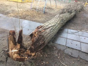 Дерево, упавшее на детскую площадку на Московском проспекте. Фото читателя