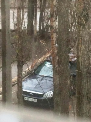 Дерево повредило машину в Придонском.  Фото из соцсетей.