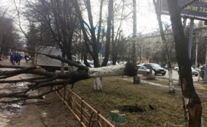 Дерево упало на тротуар на Московском проспекте. Фото читателя
