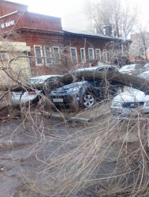 Дерево упало сразу на две машины на ул. Димитрова.  Фото из соцсетей.