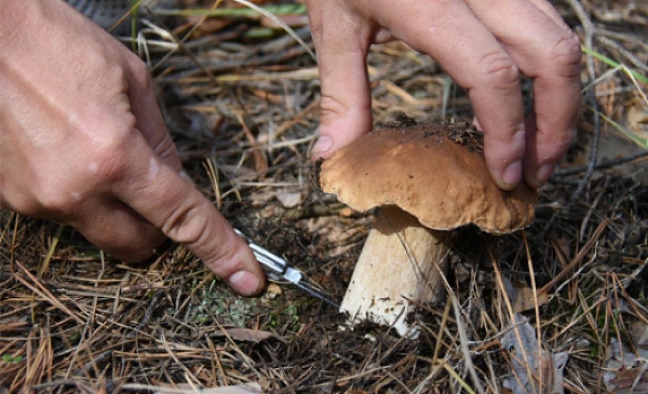 Первый случай смертельного отравления грибами в этом сезоне зафиксировали в Грязях