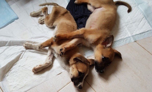 Из-за эпидемии энтерита липецкому приюту для бездомных животных ...