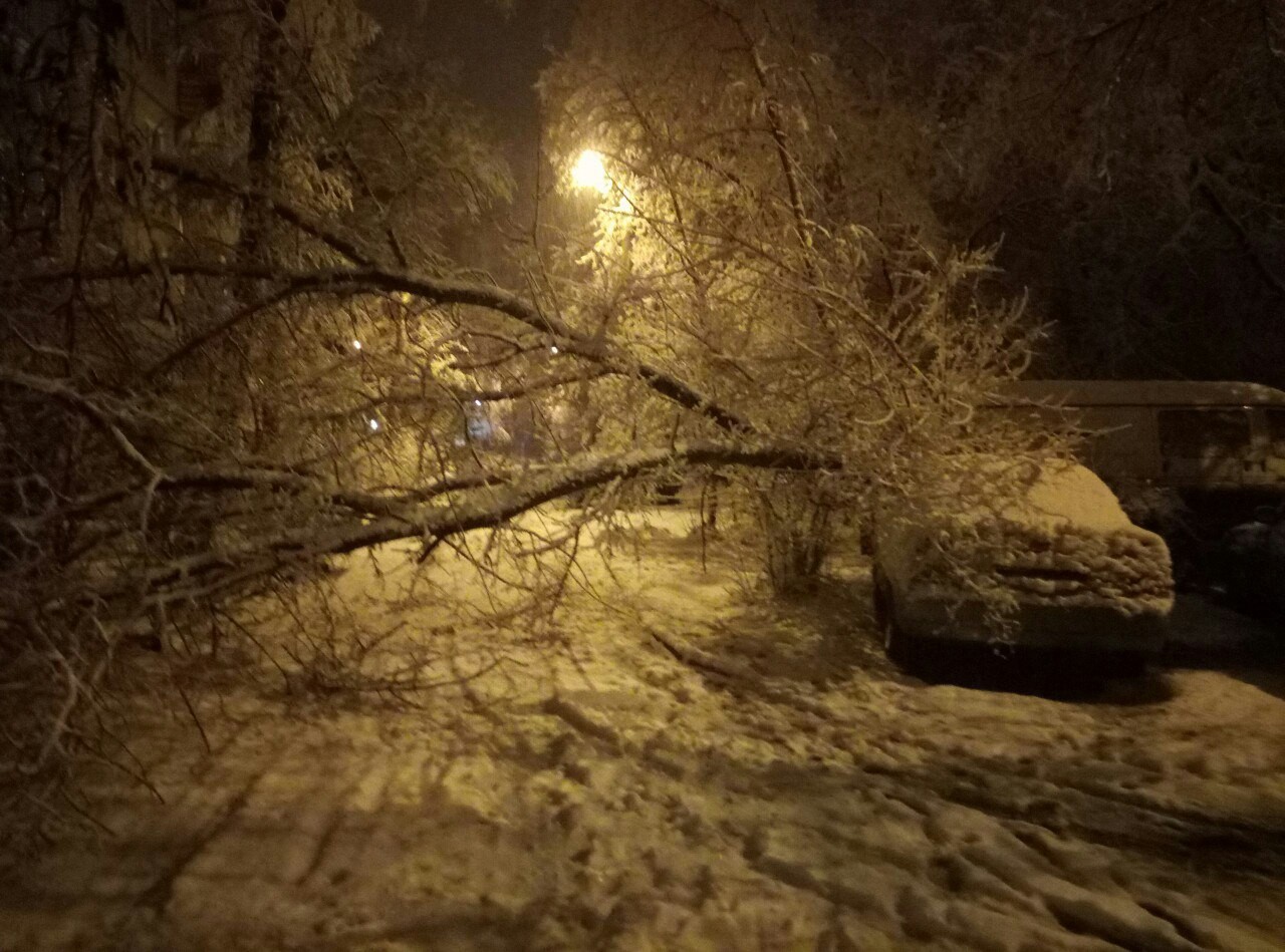 Ночью на мокрые деревья упал снег сравнение