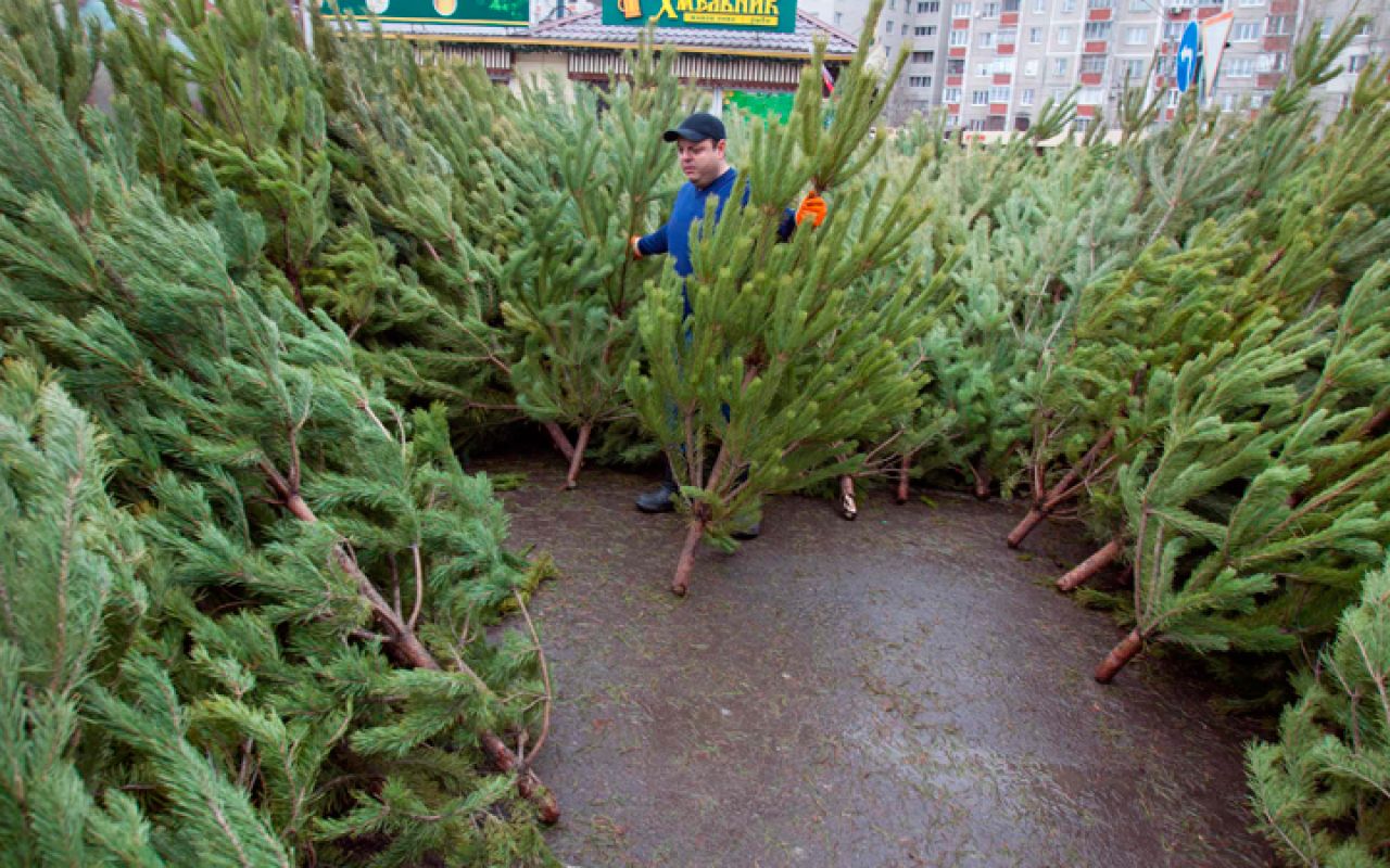 В липецких лесах для праздников срубят 25 тысяч елей и сосен