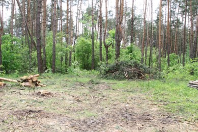 В лесу под Задонском откопали труп младенца