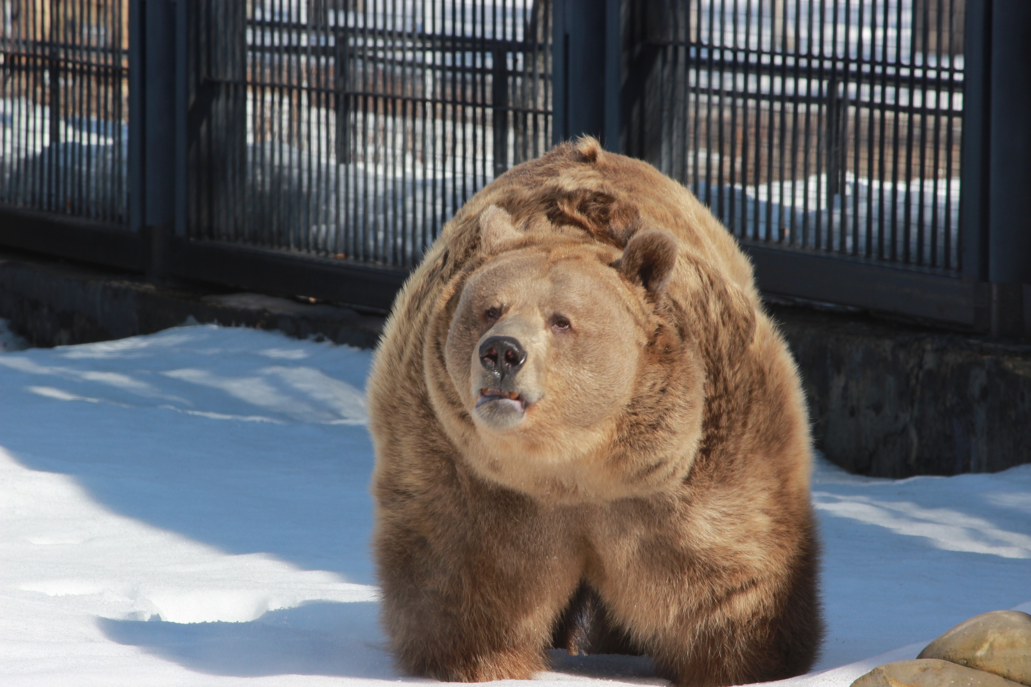 Хороший медведь видео. Медведи Воронежского зоопарка. Воронеж зоопарк медведь. Медведь в зоопарке зимой. Воронежский зоопарк старый медведь.