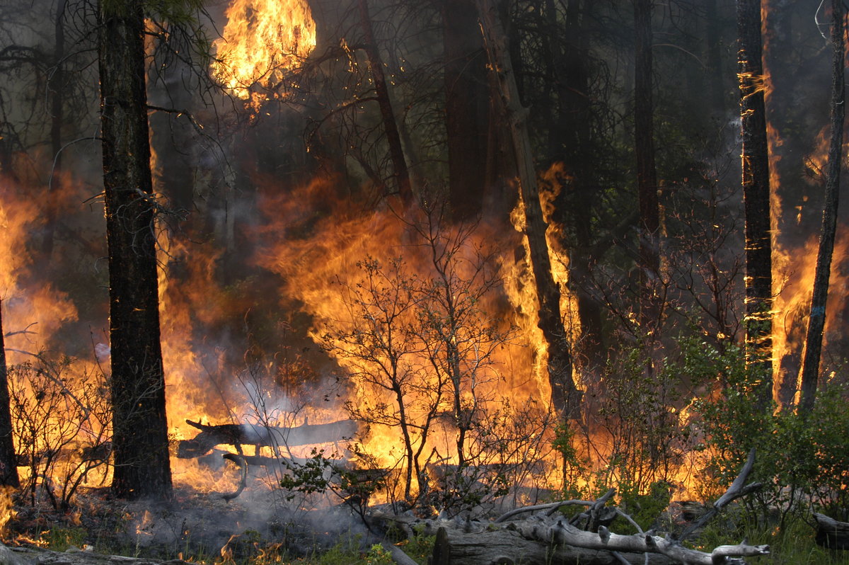 Спасатели объявили о высокой пожароопасности в лесах

