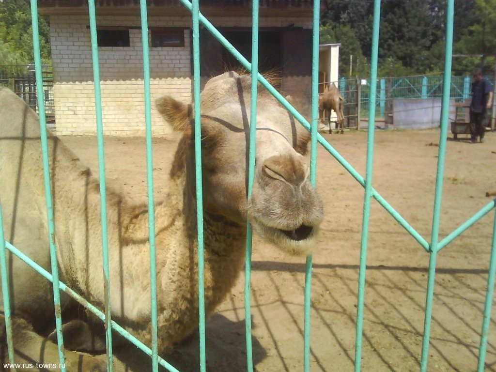 Липецкий зоопарк картинки