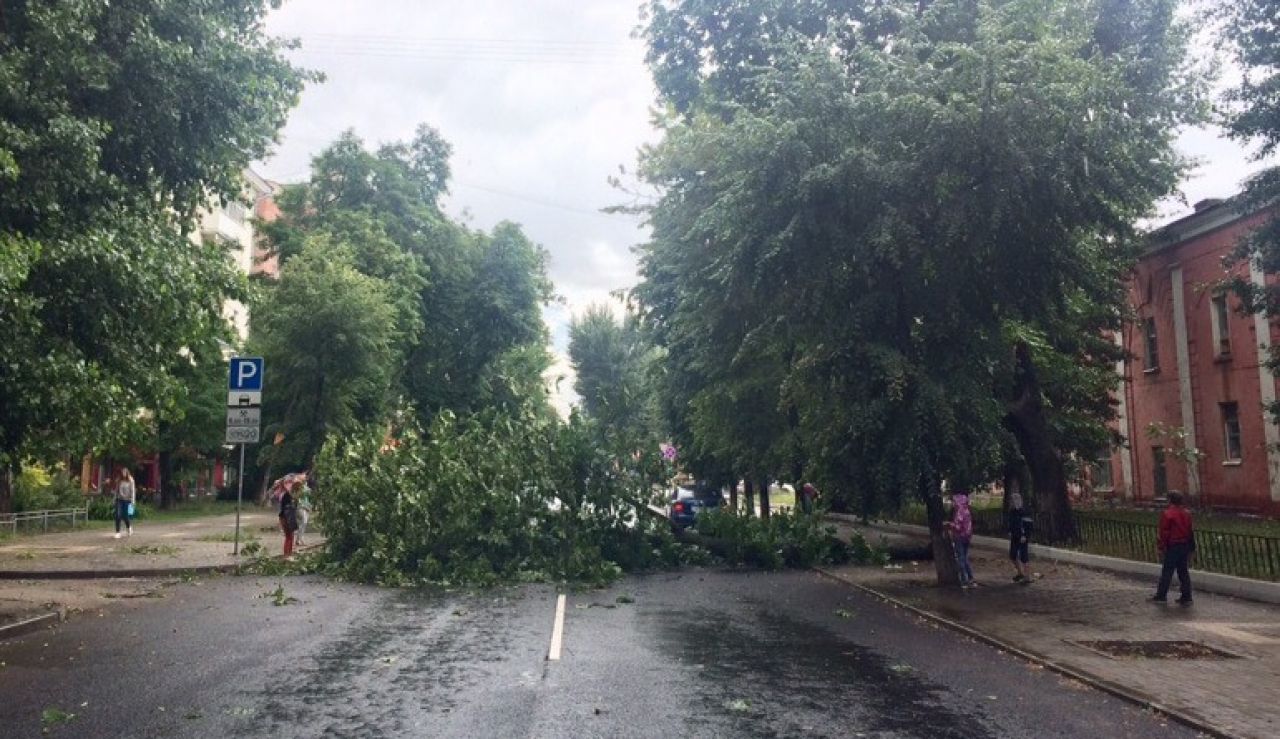 Деревья Воронежа Фото