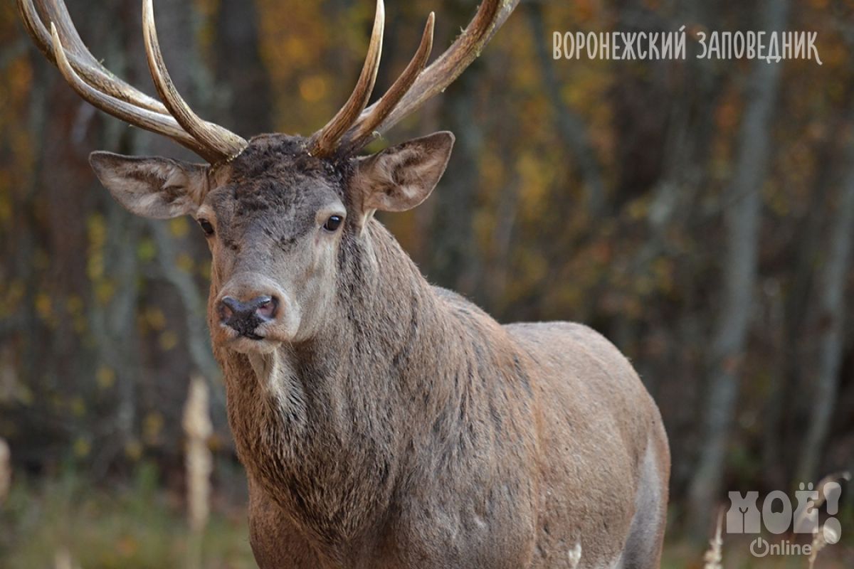 олень воронеж. животные воронежского края. олени воронеж фото. олень воронеж. воронежский заповедник олень.